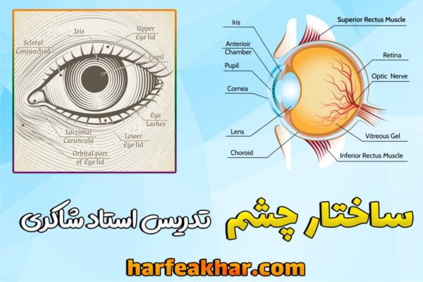 ساختار چشم